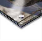 Stalking Acrylic print