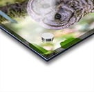 Observant Acrylic print