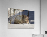 Stalking Acrylic Print