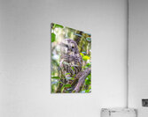 Observant Acrylic Print