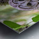 Observant Metal print