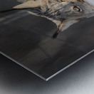 Glint In The Eye Metal print