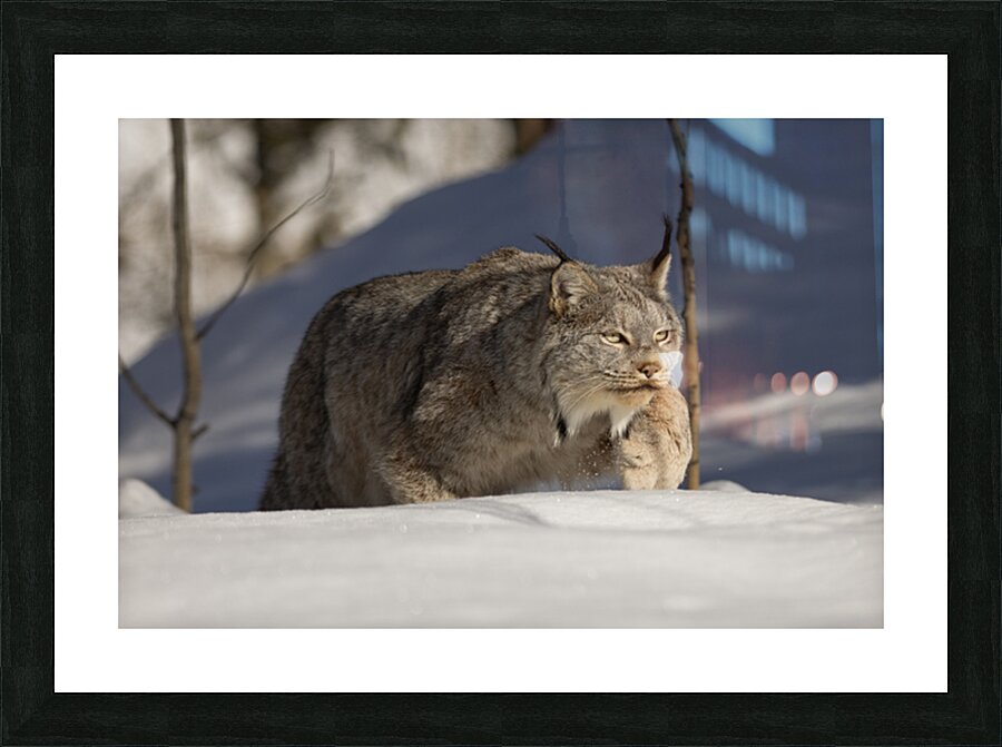 Stalking Picture Frame print