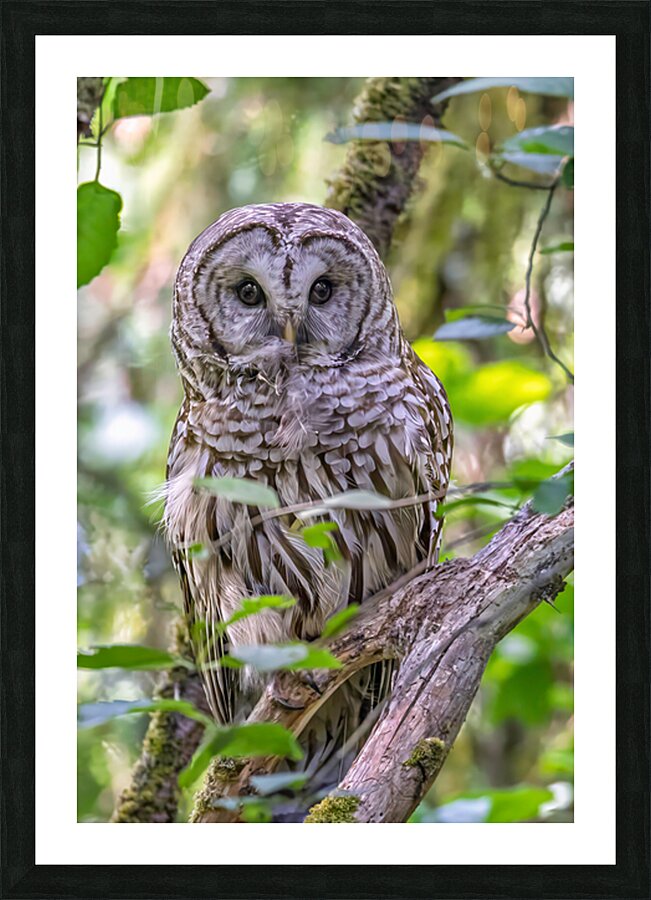 Observant Picture Frame print