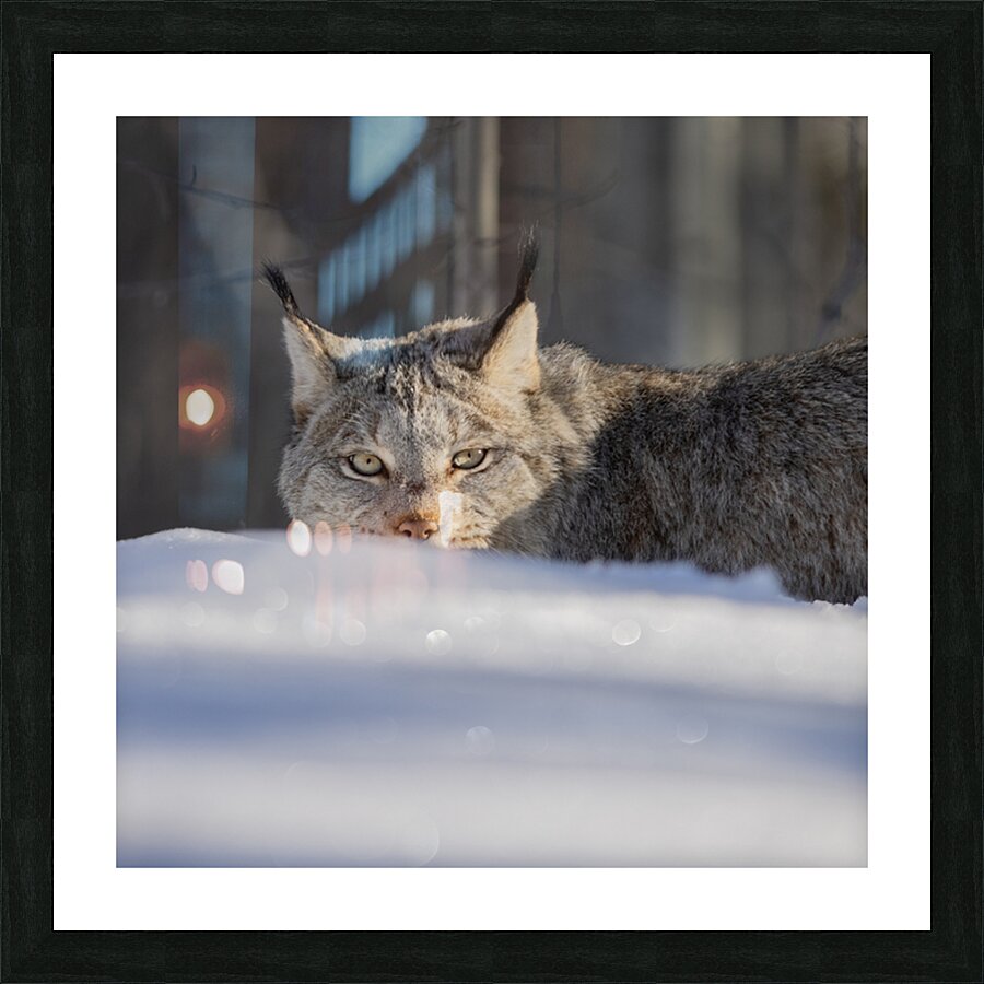 Glint In The Eye Picture Frame print