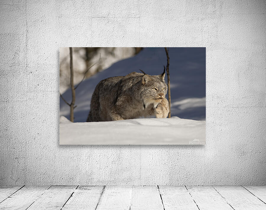 Stalking Wall Preview