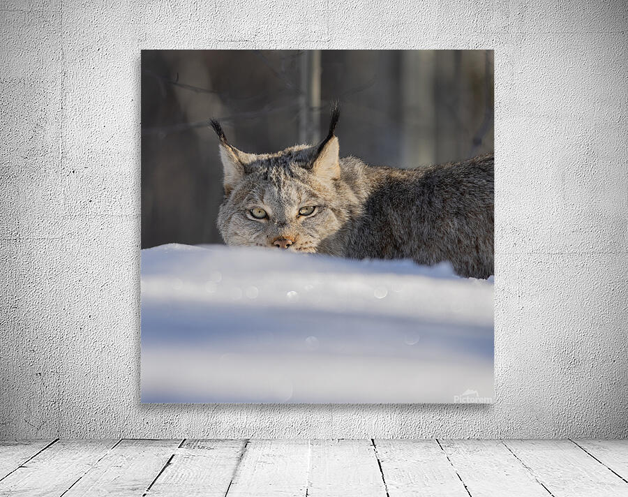 Glint In The Eye Wall Preview