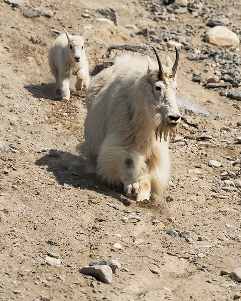 Following in Her Footsteps: Baby Mountain Goat and Mama Digital Download