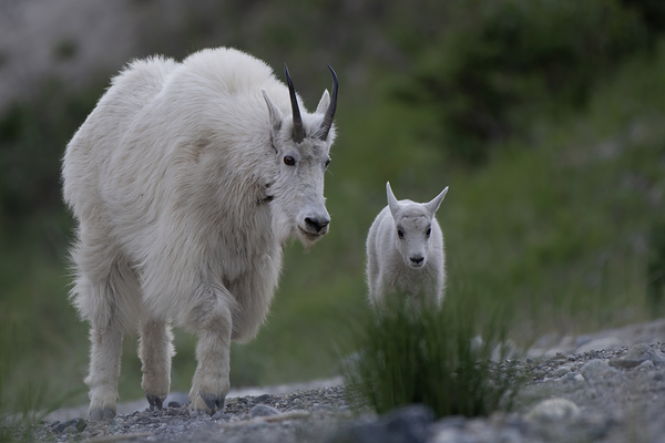 Tender Moments: Mama Mountain Goat and Baby in Nature Digital Download