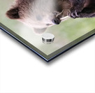 Regal Majesty: A Towering Bear Standing Tall in the Wilderness Acrylic print