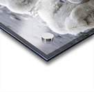 The Graceful Herd: White Mountain Goats in the Wild Acrylic print