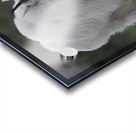 Tender Moments: Mama Mountain Goat and Baby in Nature Acrylic print