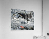 Beachside Feast: The Crows Salmon Delight Acrylic Print