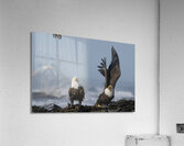 The Uninvited Guest: An Eagles Approach Acrylic Print