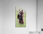 Regal Majesty: A Towering Bear Standing Tall in the Wilderness Acrylic Print