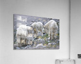 The Graceful Herd: White Mountain Goats in the Wild Acrylic Print