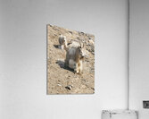 Following in Her Footsteps: Baby Mountain Goat and Mama Acrylic Print
