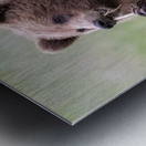 Regal Majesty: A Towering Bear Standing Tall in the Wilderness Metal print