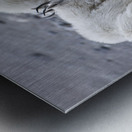 The Graceful Herd: White Mountain Goats in the Wild Metal print