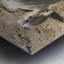 Following in Her Footsteps: Baby Mountain Goat and Mama Metal print