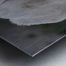 Tender Moments: Mama Mountain Goat and Baby in Nature Metal print