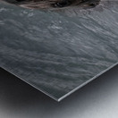 Graphic Sea Lion Hunts: Understanding Their Predatory Skills Metal print