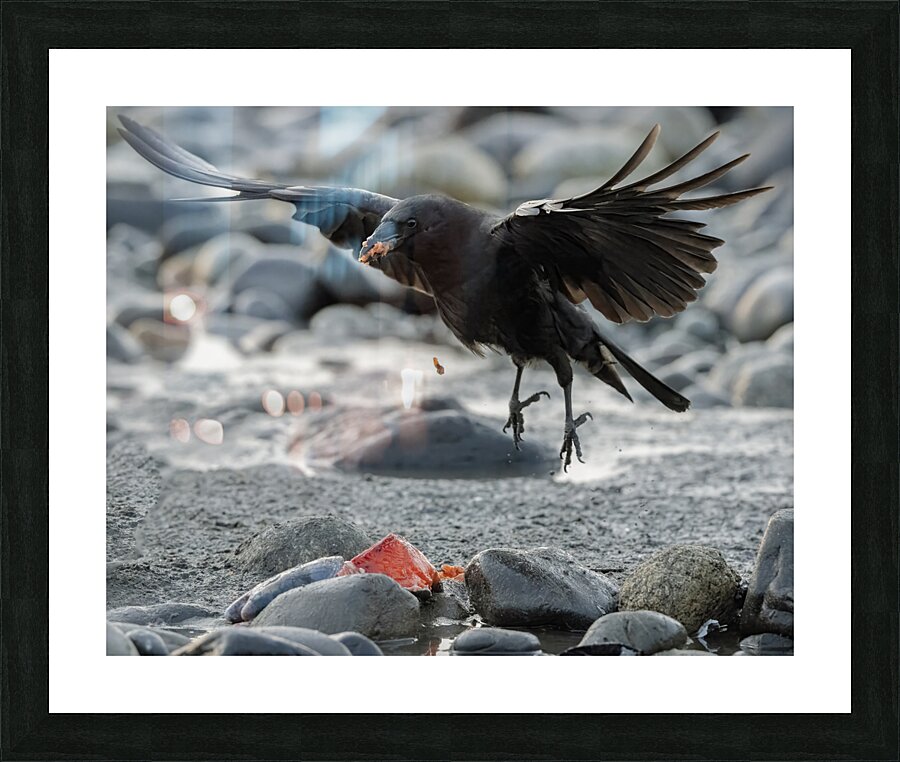 Beachside Feast: The Crows Salmon Delight Picture Frame print