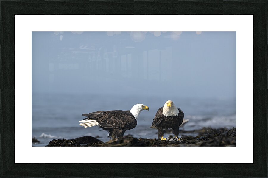 United in Majesty: Eagles Together Picture Frame print