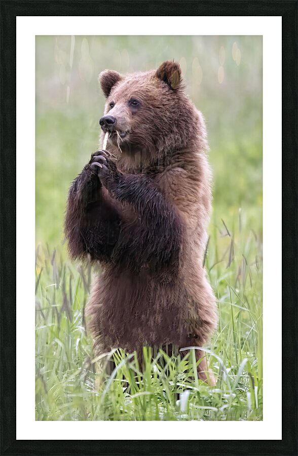 Regal Majesty: A Towering Bear Standing Tall in the Wilderness Picture Frame print