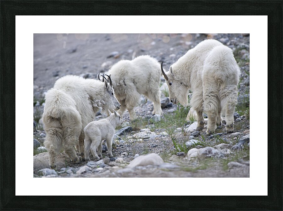 The Graceful Herd: White Mountain Goats in the Wild Picture Frame print