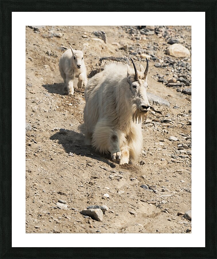 Following in Her Footsteps: Baby Mountain Goat and Mama Picture Frame print