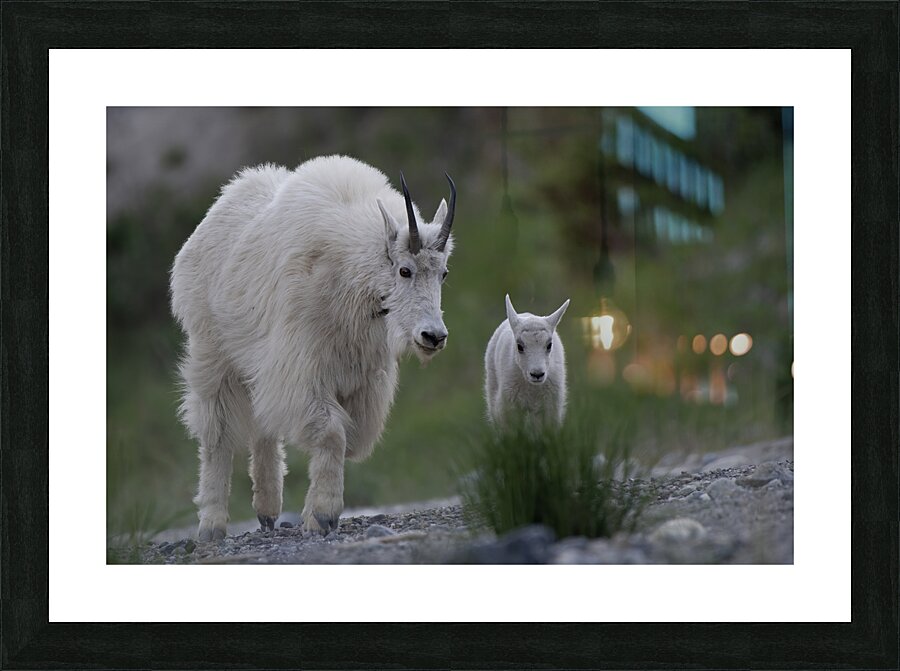 Tender Moments: Mama Mountain Goat and Baby in Nature Picture Frame print