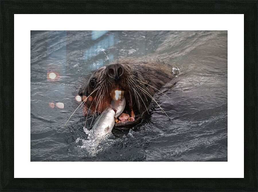 Graphic Sea Lion Hunts: Understanding Their Predatory Skills Picture Frame print
