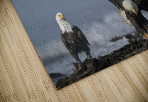 The Eagles Gathering Caio Paagman Photography puzzle