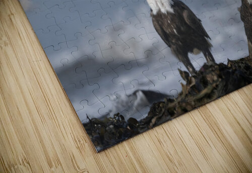 The Uninvited Guest: An Eagles Approach Caio Paagman Photography puzzle