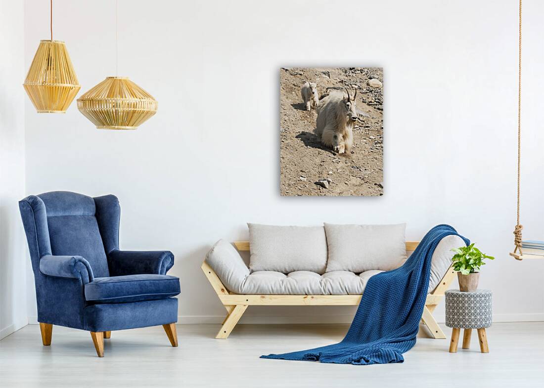 Following in Her Footsteps: Baby Mountain Goat and Mama Reproduction