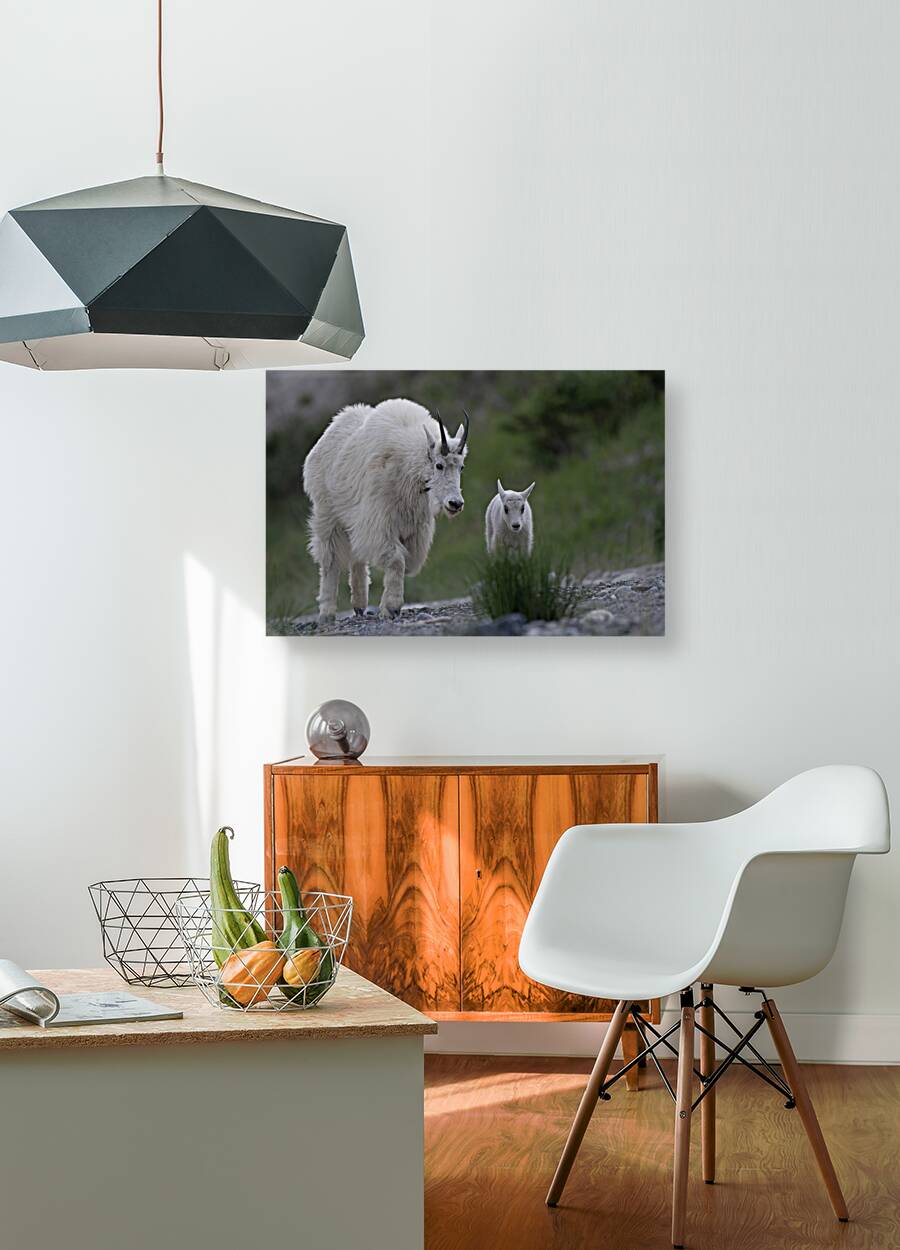 Tender Moments: Mama Mountain Goat and Baby in Nature Reproduction