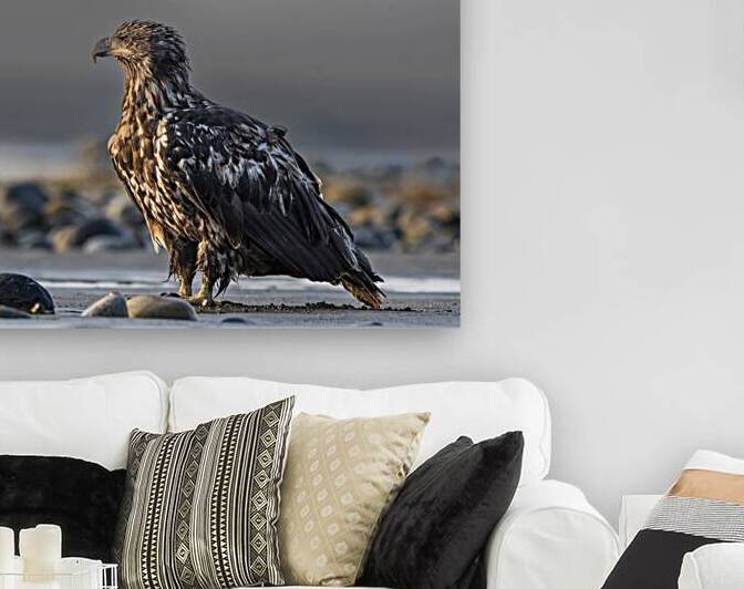 Majesty in Stillness: The Young Eagles Portrait by Caio Paagman Photography