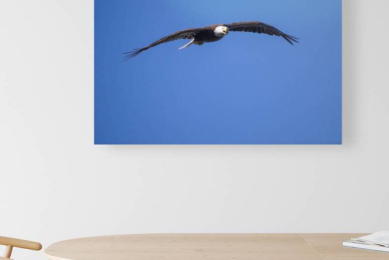 Flight of the King: The Eagles Soar by Caio Paagman Photography