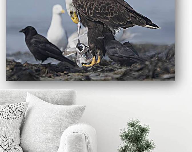 Dining with Dignity: The Bald Eagles Meal by Caio Paagman Photography