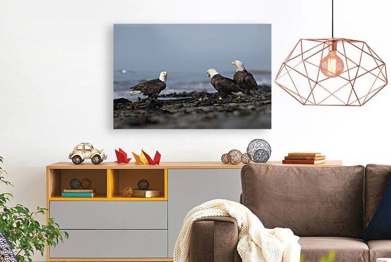 Trinity of Majesty: Eagles United by Caio Paagman Photography