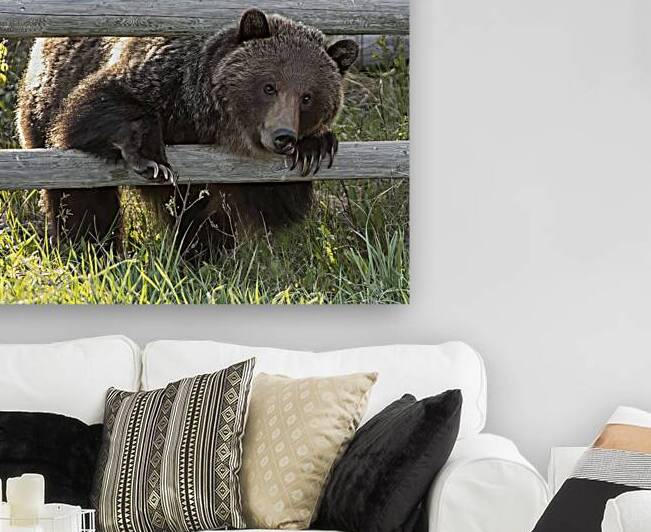 The Curious Grizzly: A Fence-side Encounter by Caio Paagman Photography