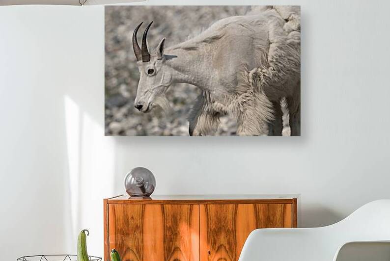 20230626 8523 White Goat  copy 2 by Caio Paagman Photography