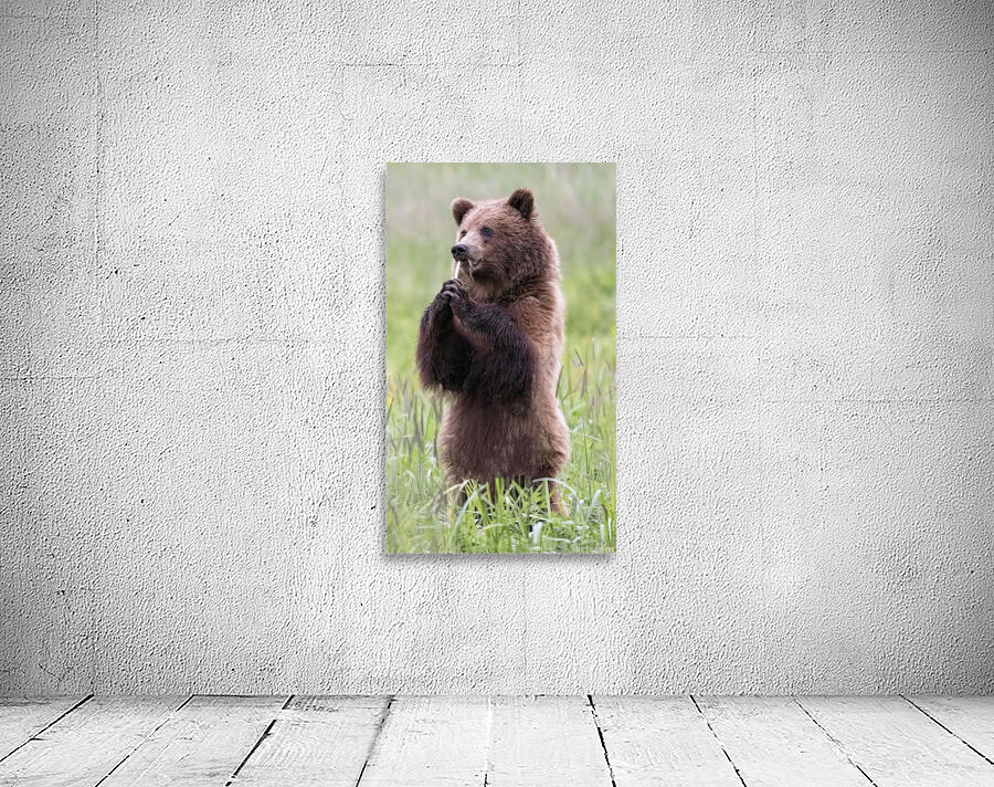 Regal Majesty: A Towering Bear Standing Tall in the Wilderness Wall Preview