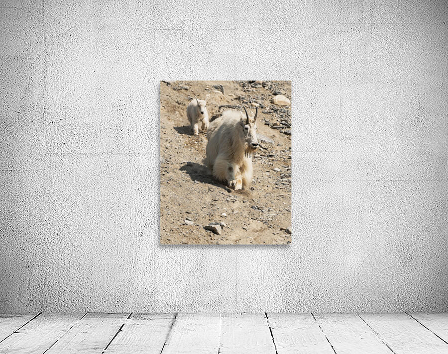 Following in Her Footsteps: Baby Mountain Goat and Mama Wall Preview