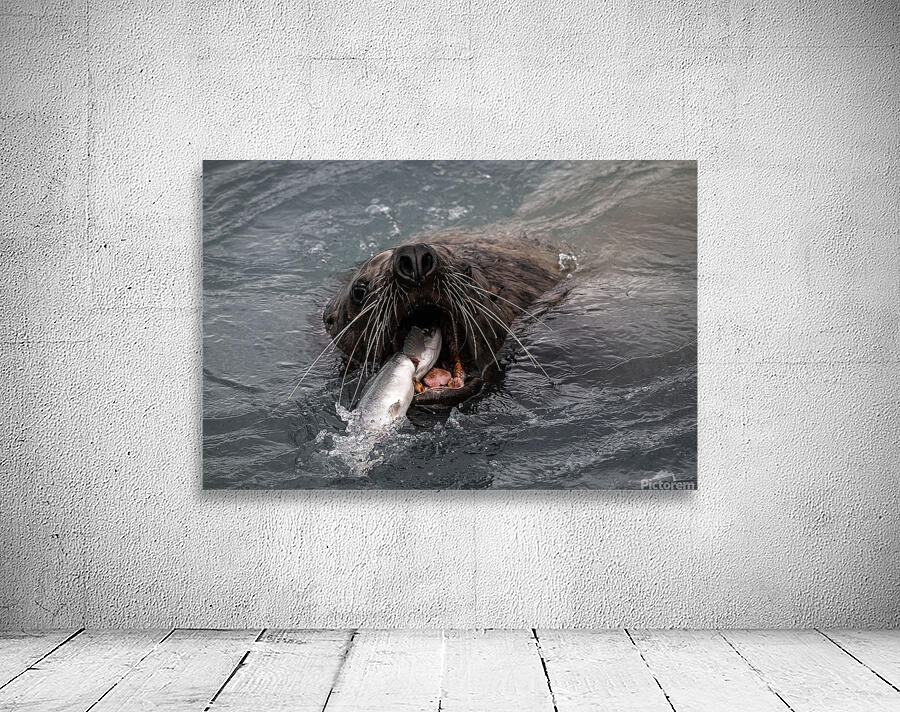 Graphic Sea Lion Hunts: Understanding Their Predatory Skills Wall Preview