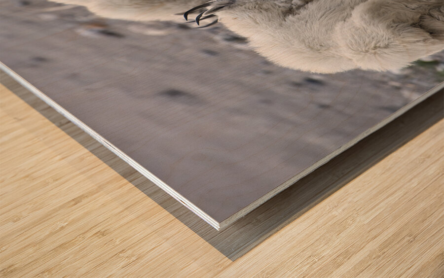 The Graceful Herd: White Mountain Goats in the Wild Wood print