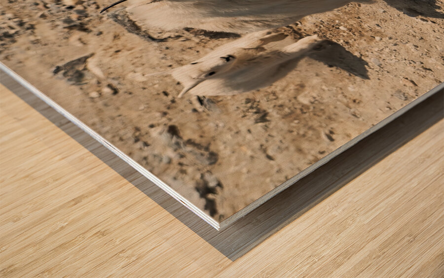 Following in Her Footsteps: Baby Mountain Goat and Mama Wood print