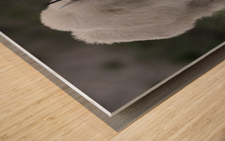 Tender Moments: Mama Mountain Goat and Baby in Nature Wood print