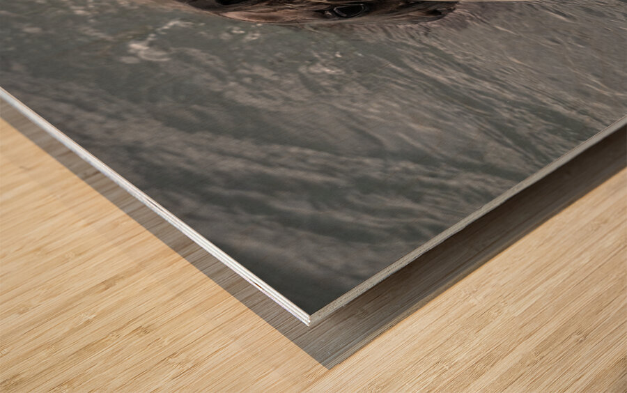 Graphic Sea Lion Hunts: Understanding Their Predatory Skills Wood print